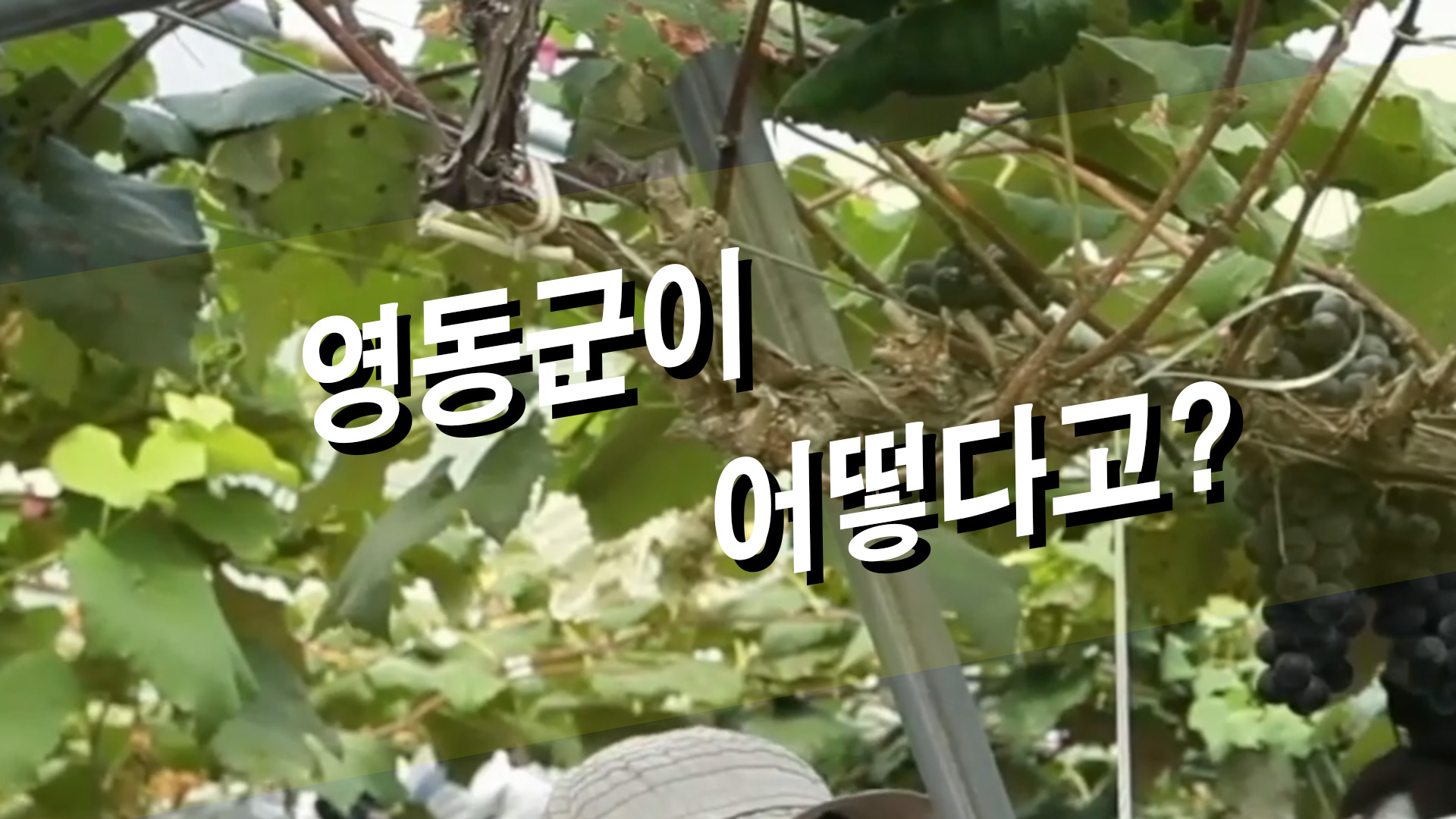영동군이 어떻다고
